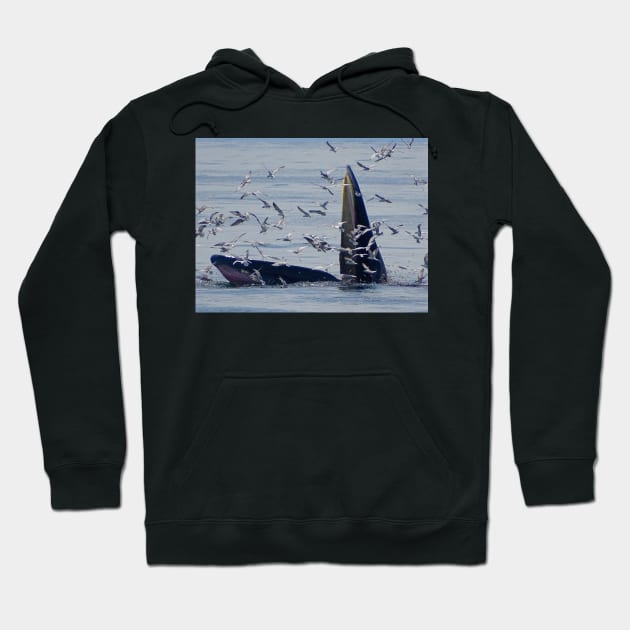 WHALE NATION Hoodie by dumbodancer